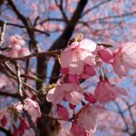 ヨウコウザクラ の高画質写真です。横浜市で、2026年3月15日に撮影したものです。