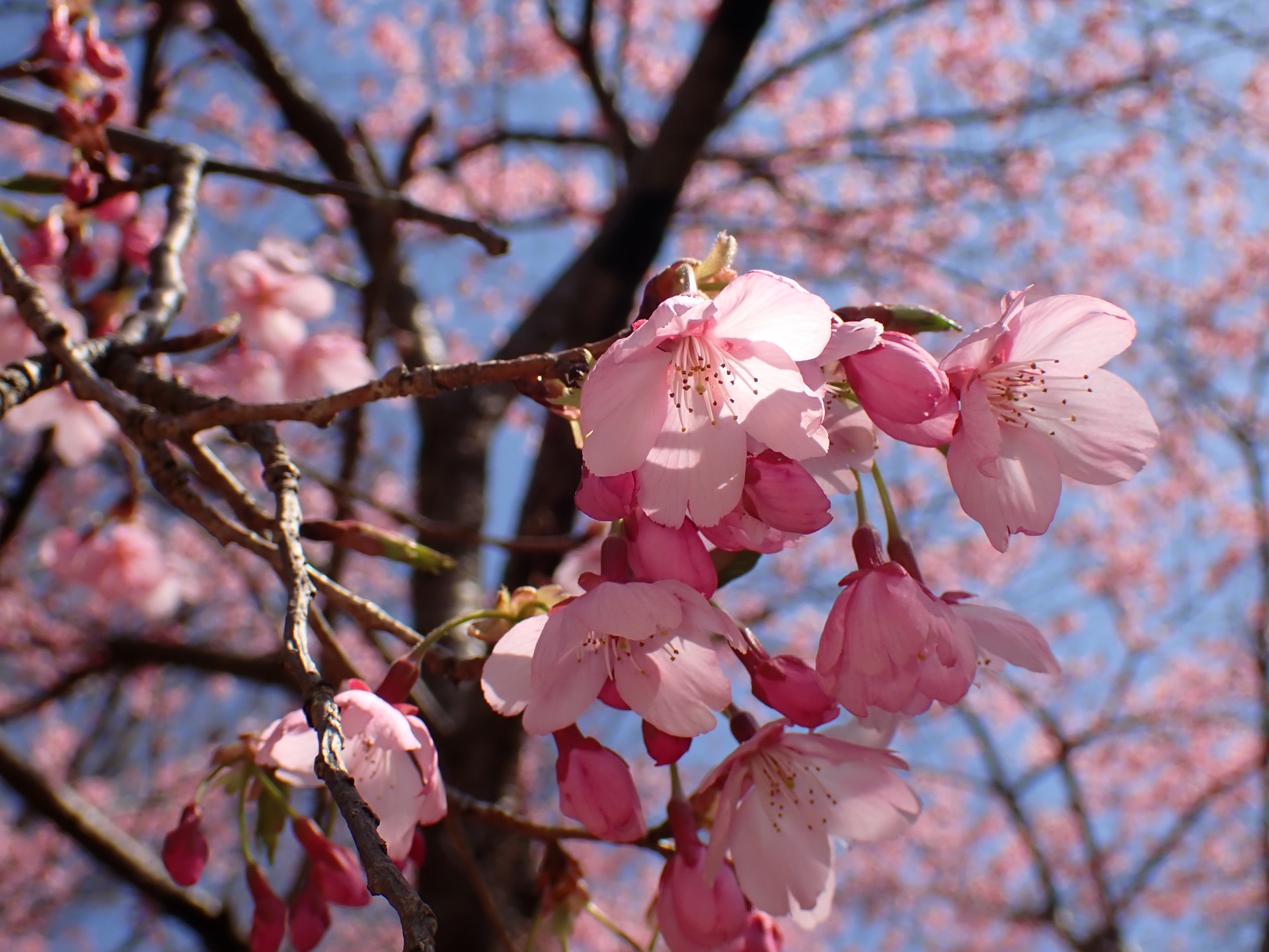 ヨウコウザクラ の高画質写真です。横浜市で、2026年3月15日に撮影したものです。