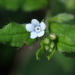 ハナイバナ の高画質写真です。横浜市で、2026年4月11日に撮影したものです。