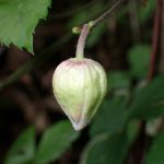 ハンショウヅル の高画質写真です。横浜市で、2026年4月15日に撮影したものです。