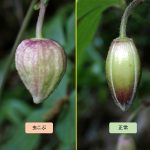 ハンショウヅルの虫こぶ の高画質写真です。横浜市で、2026年4月21日に撮影したものです。