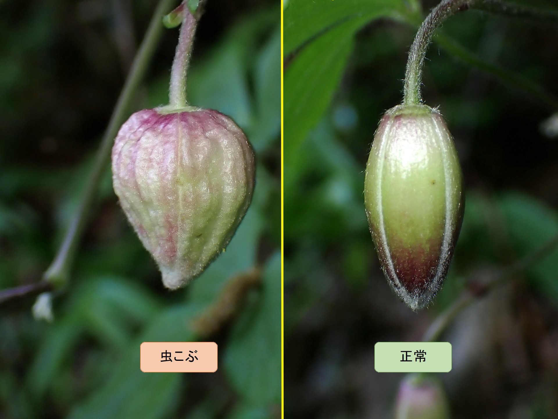 ハンショウヅルの虫こぶ の高画質写真です。横浜市で、2026年4月21日に撮影したものです。