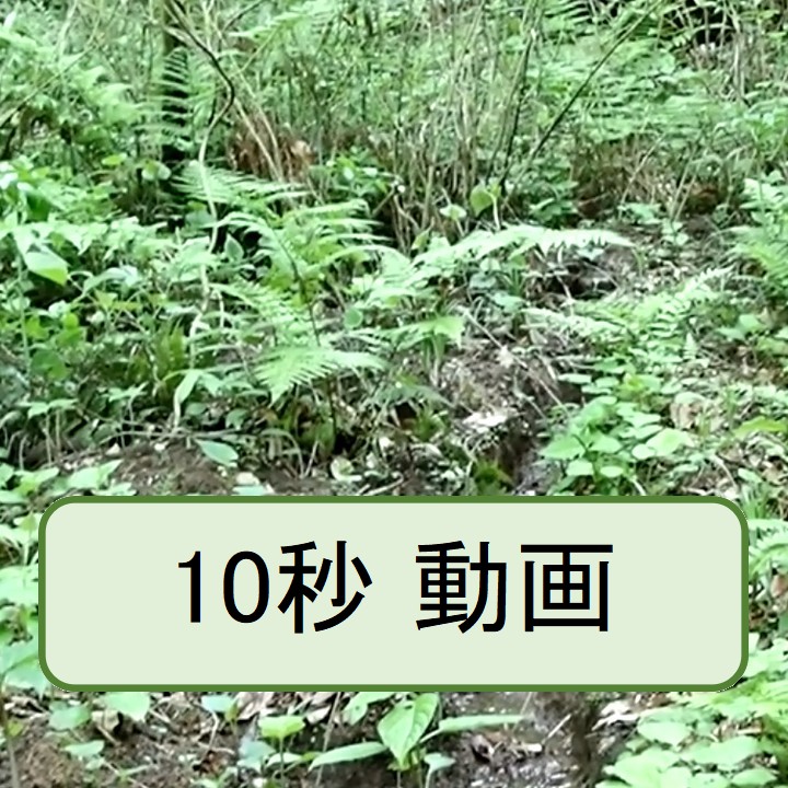 春の小川