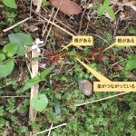 ヒメアギスミレ の高画質写真です。横浜市で、2026年4月17日に撮影したものです。