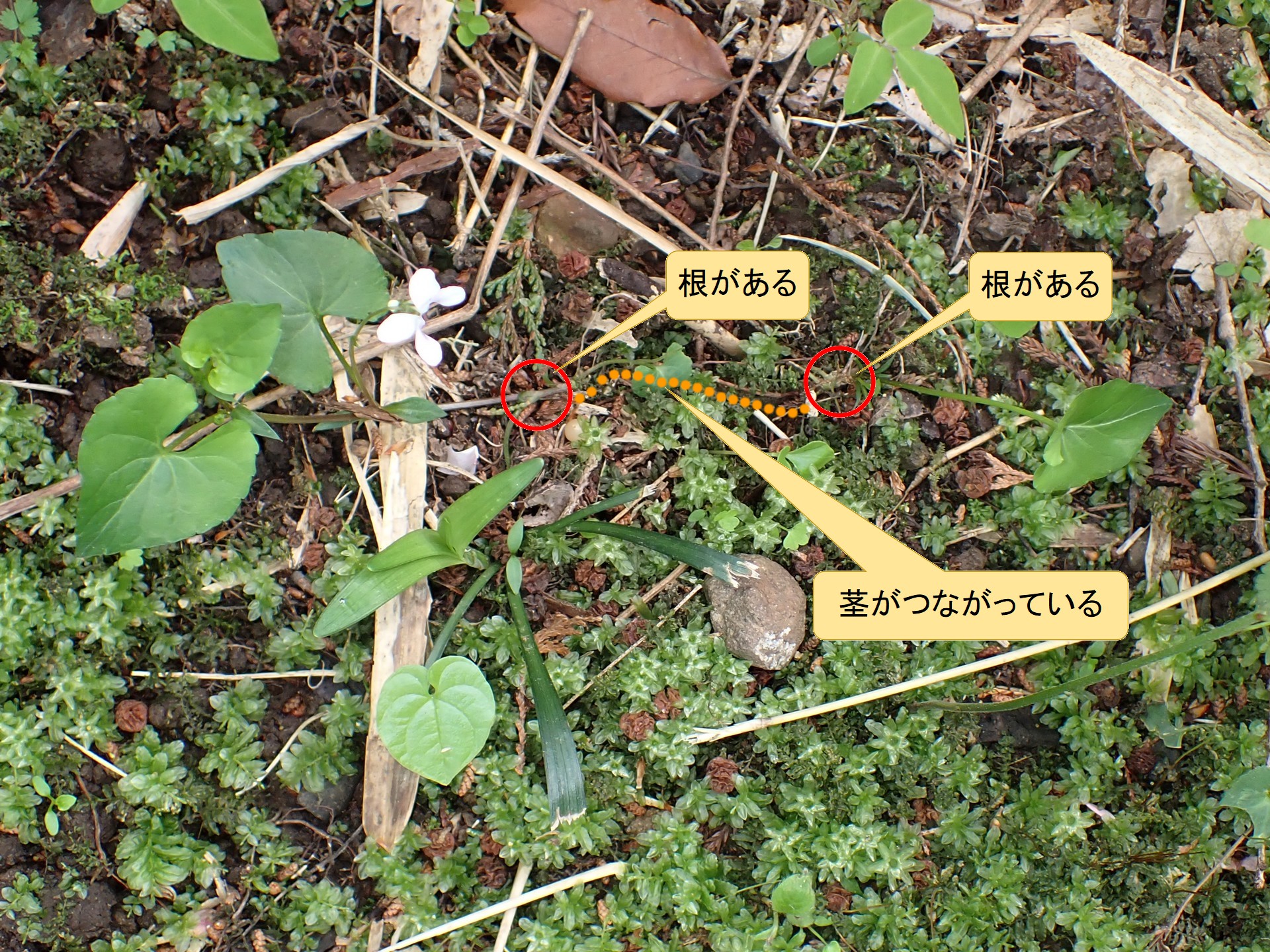 ヒメアギスミレ の高画質写真です。横浜市で、2026年4月17日に撮影したものです。
