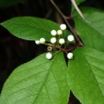 カマツカ の高画質写真です。横浜市で、2026年4月15日に撮影したものです。