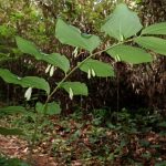 ミヤマナルコユリ の高画質写真です。横浜市で、2026年4月24日に撮影したものです。