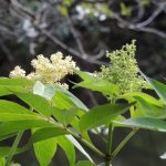 ニワトコ の高画質写真です。横浜市で、2026年4月3日に撮影したものです。