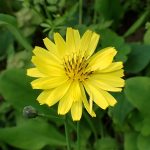 オオジシバリ の高画質写真です。横浜市で、2026年4月14日に撮影したものです。