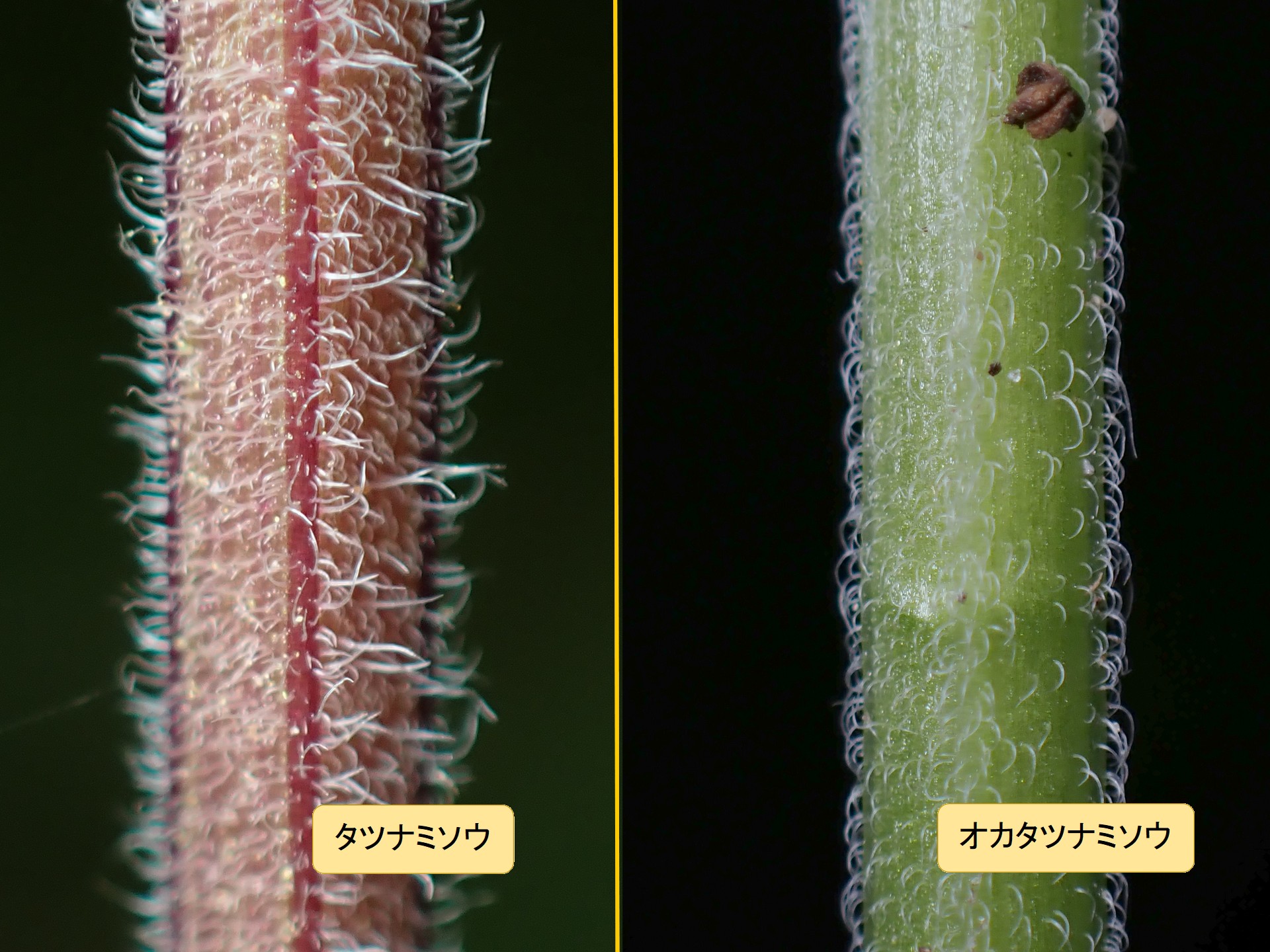 タツナミソウとオカタツナミソウの茎比較 写真です。
