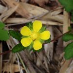 ヤブヘビイチゴ の高画質写真です。横浜市で、2026年4月14日に撮影したものです。