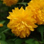 ヤエヤマブキ の高画質写真です。横浜市で、2026年4月14日に撮影したものです。
