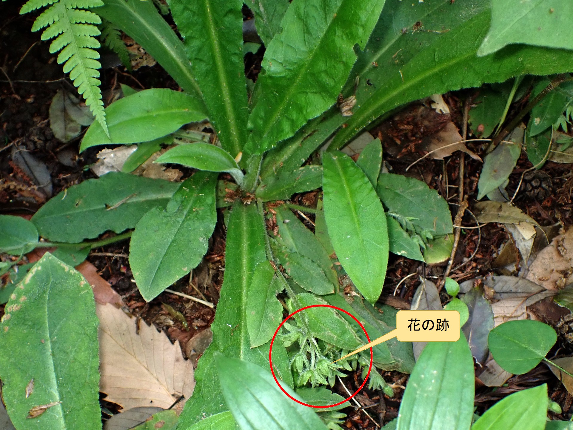 ヤマルリソウ の高画質写真です。横浜市で、2026年4月25日に撮影したものです。