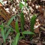 ヤマユリ の高画質写真です。横浜市で、2026年4月11日に撮影したものです。