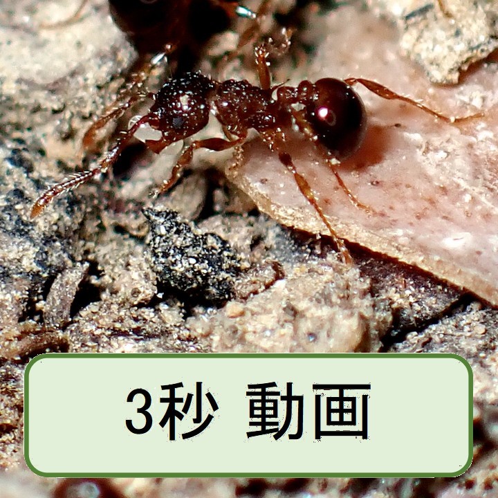 アミメアリ