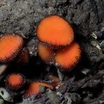 アラゲコベニチャワンタケの仲間 の高画質写真です。横浜市で、2026年5月16日に撮影したものです。