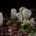 ビョウタケの仲間 の高画質写真です。横浜市で、2026年5月4日に撮影したものです。