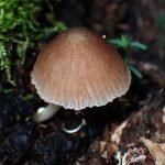 円錐形薄茶色のきのこ の高画質写真です。横浜市で、2026年5月2日に撮影したものです。