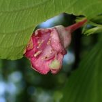 ハコネウツギ の高画質写真です。横浜市で、2026年5月17日に撮影したものです。