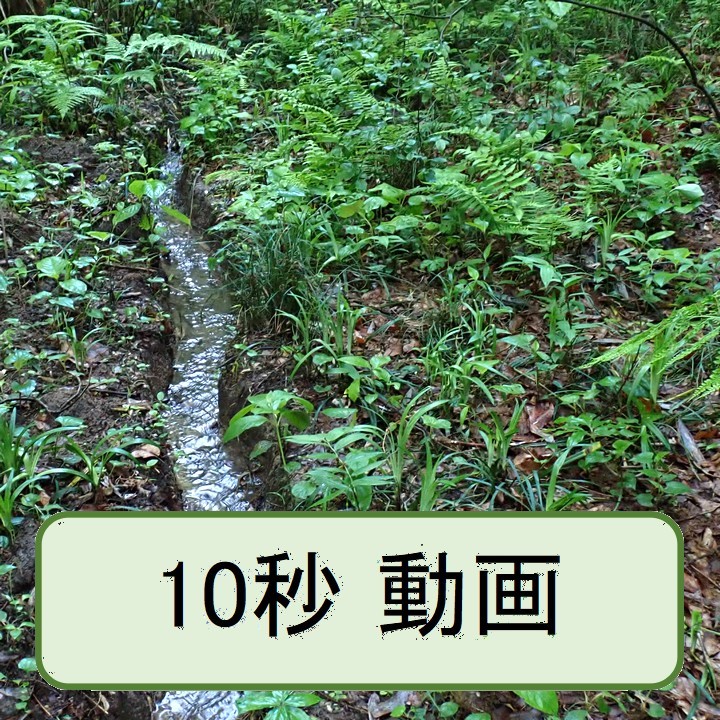 春の小川
