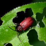 カタクリハムシ の高画質写真です。横浜市で、2026年4月30日に撮影したものです。