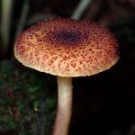 こげ茶色鱗片のきのこ の高画質写真です。横浜市で、2026年5月2日に撮影したものです。