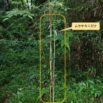 ムラサキニガナ の高画質写真です。横浜市で、2026年5月21日に撮影したものです。