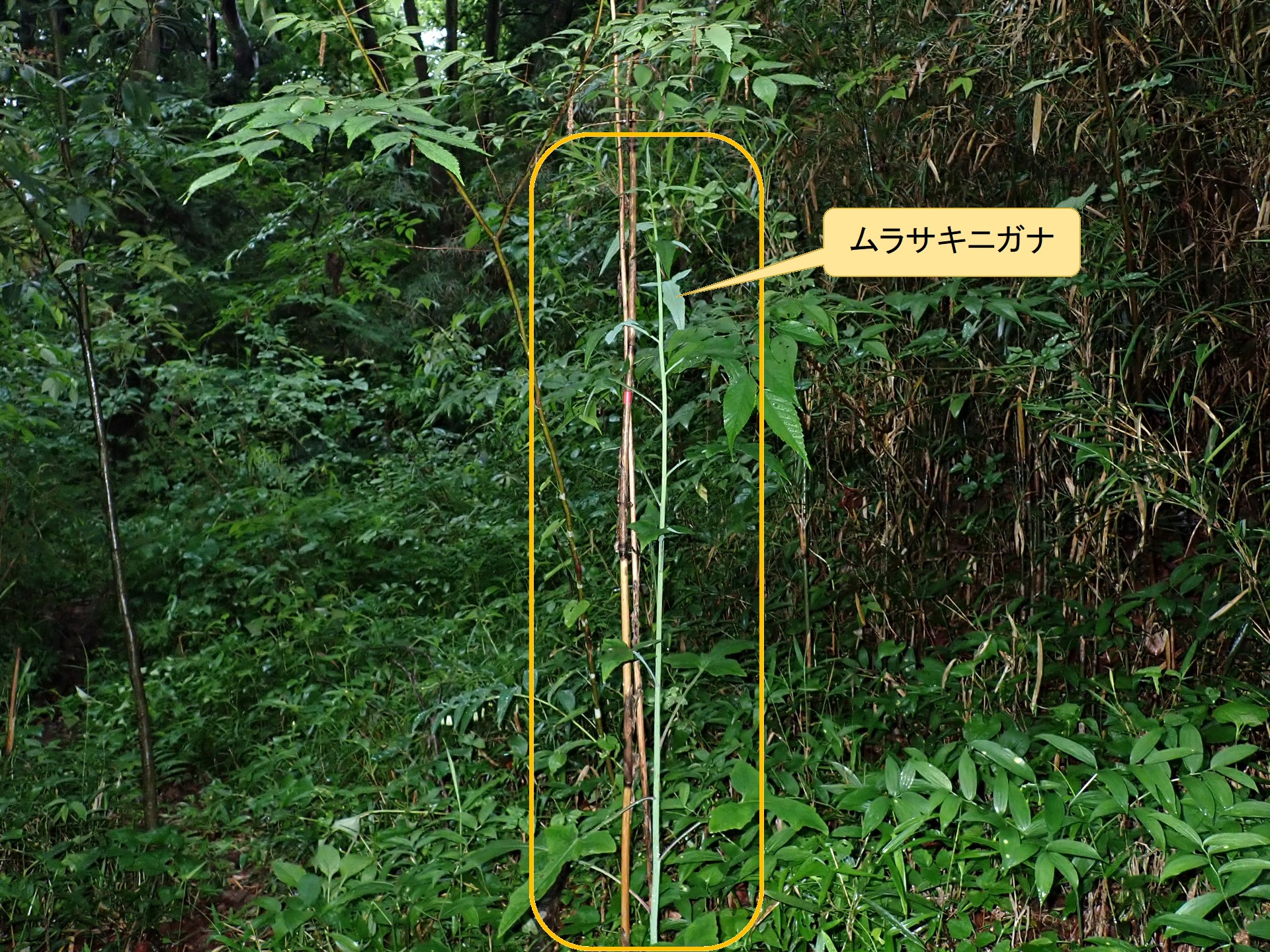 ムラサキニガナ の高画質写真です。横浜市で、2026年5月21日に撮影したものです。