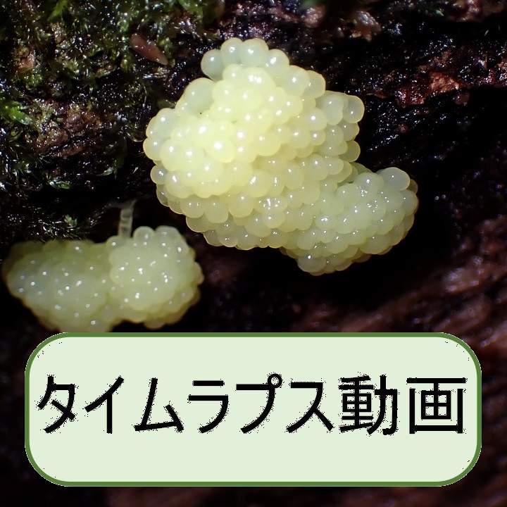 サビムラサキホコリ