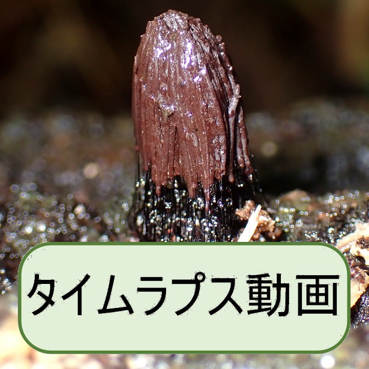 サビムラサキホコリ?