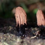 サビムラサキホコリ の高画質写真です。横浜市で、2026年5月2日に撮影したものです。