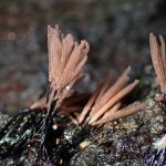サビムラサキホコリ の高画質写真です。横浜市で、2026年5月4日に撮影したものです。