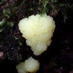 薄黄色の変形菌 の高画質写真です。横浜市で、2026年5月4日に撮影したものです。