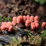 ウツボホコリ の高画質写真です。横浜市で、2026年5月27日に撮影したものです。