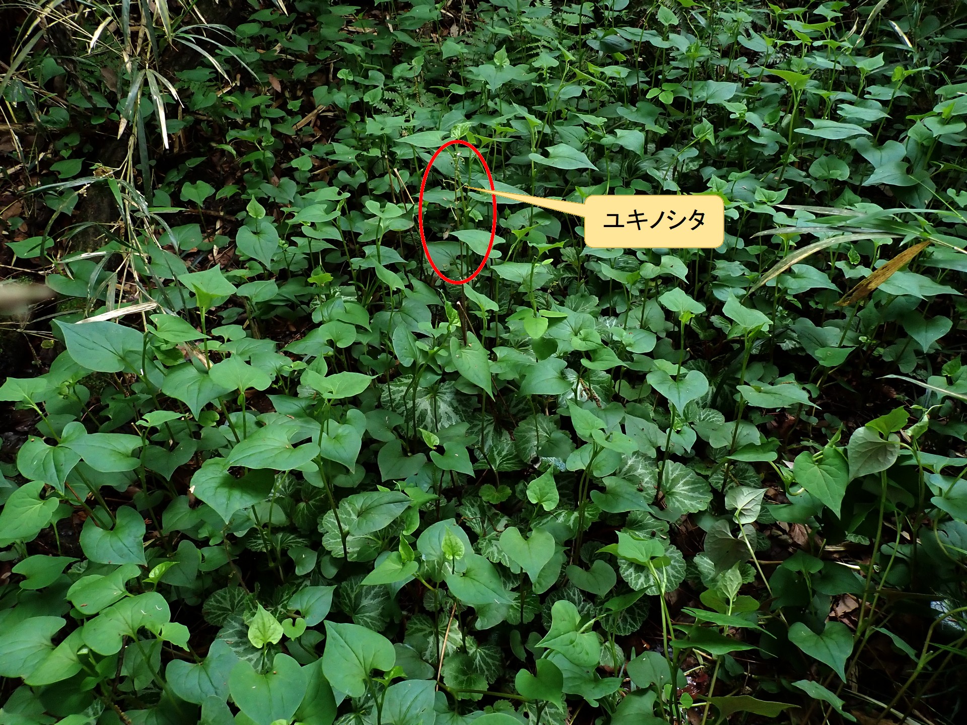 ユキノシタ の高画質写真です。横浜市で、2026年5月2日に撮影したものです。