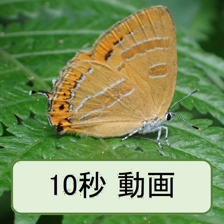アカシジミ
