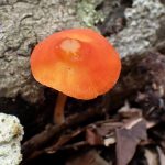アカヤマタケ の高画質写真です。横浜市で、2026年6月14日に撮影したものです。