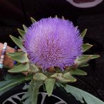 アーティチョーク の高画質写真です。横浜市で、2026年6月14日に撮影したものです。
