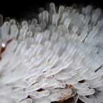 エダナシツノホコリ の高画質写真です。横浜市で、2026年6月11日に撮影したものです。