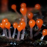 ホソエノヌカホコリ の高画質写真です。横浜市で、2026年6月21日に撮影したものです。