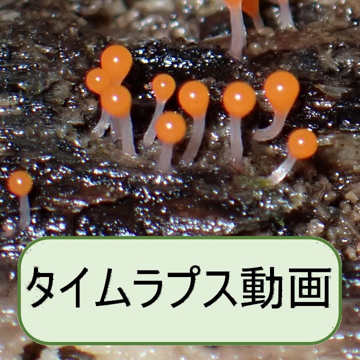ホソエノヌカホコリ