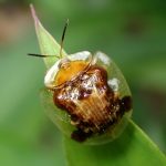 イチモンジカメノコハムシ の高画質写真です。横浜市で、2026年6月24日に撮影したものです。