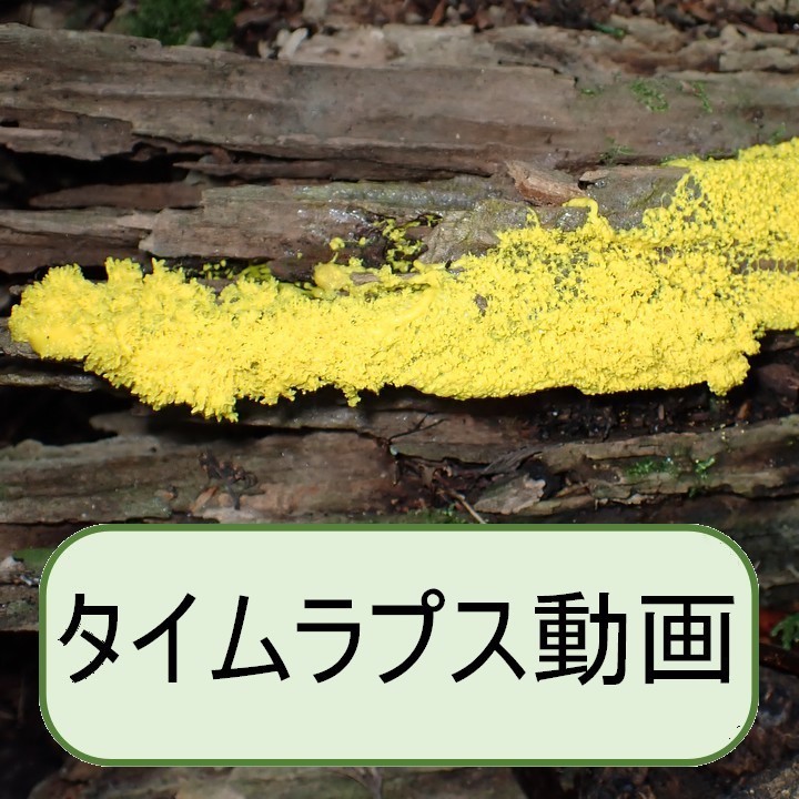 カワホコリカビ