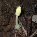 キツネノハナガサ の高画質写真です。横浜市で、2026年6月24日に撮影したものです。