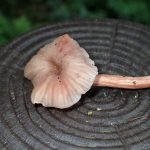 キツネタケ の高画質写真です。横浜市で、2026年6月24日に撮影したものです。