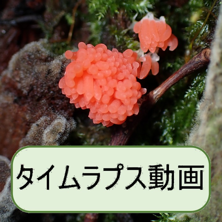 クダホコリ