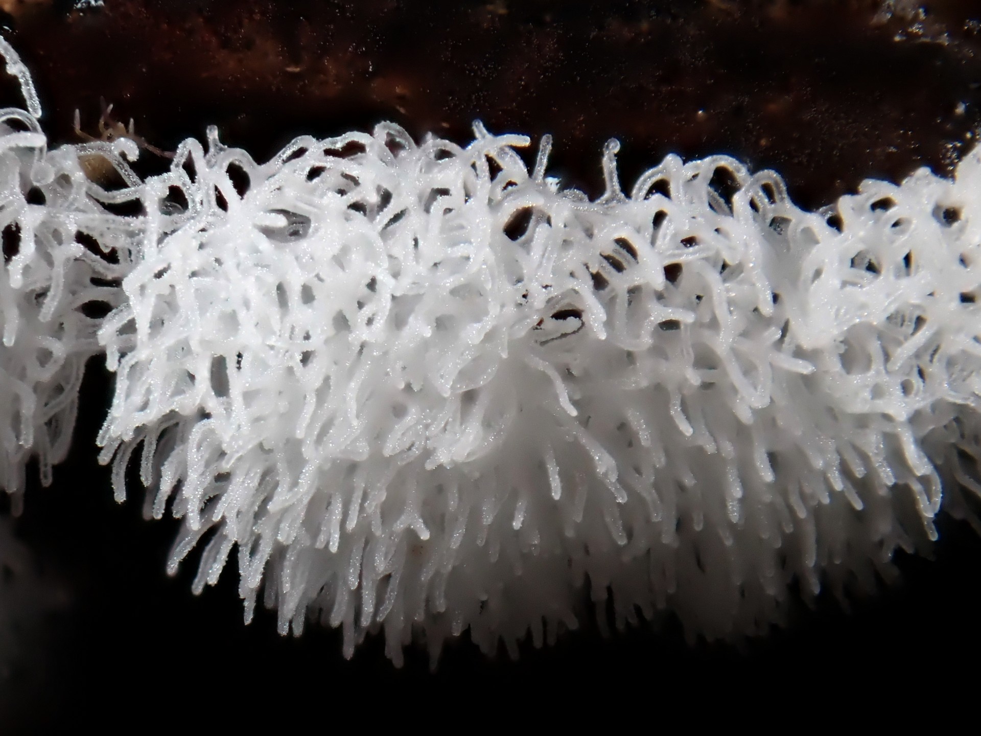 ナミウチツノホコリ の高画質写真です。横浜市で、2026年6月28日に撮影したものです。