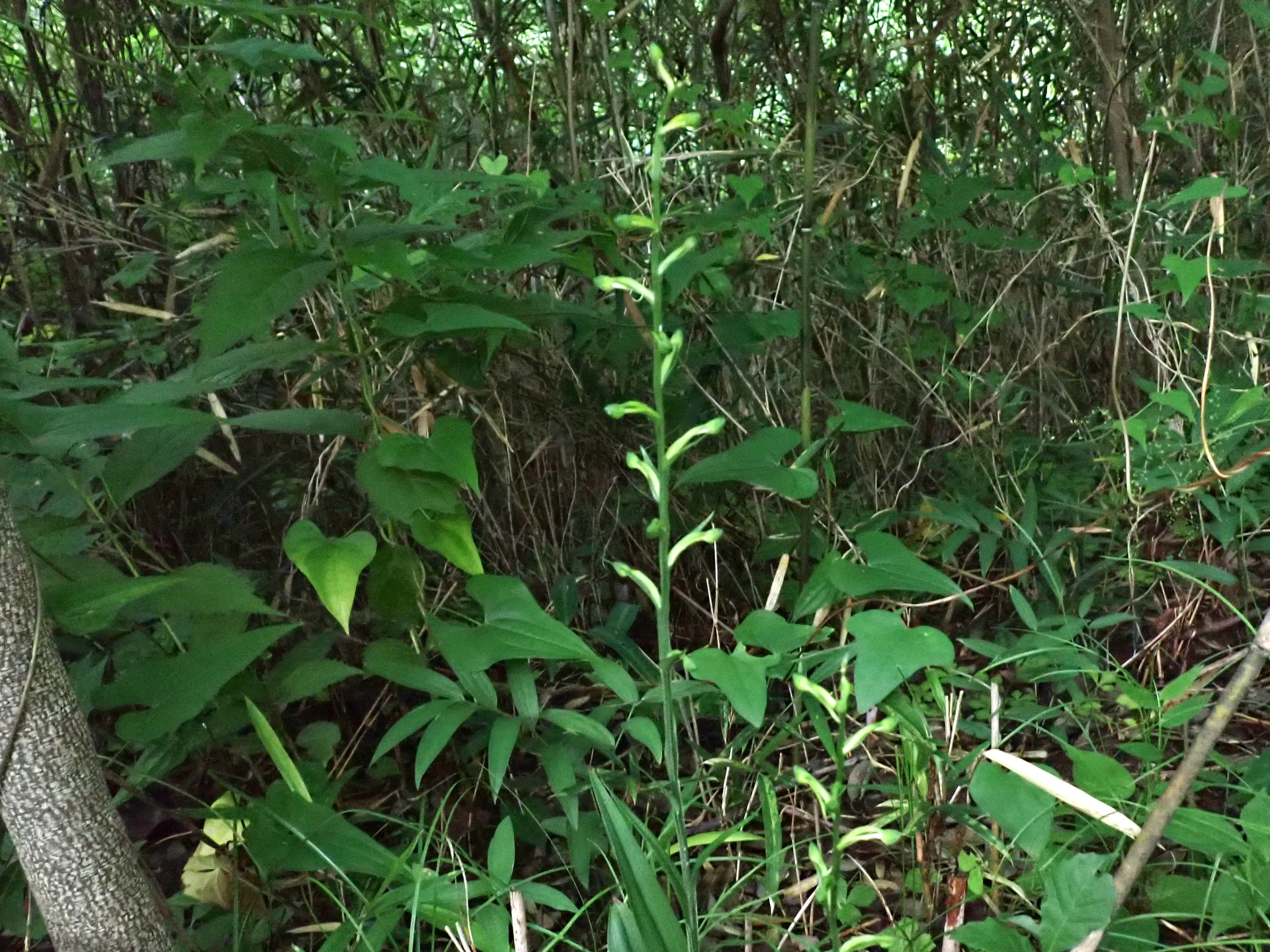 オオバノトンボソウ の高画質写真です。横浜市で、2026年6月18日に撮影したものです。