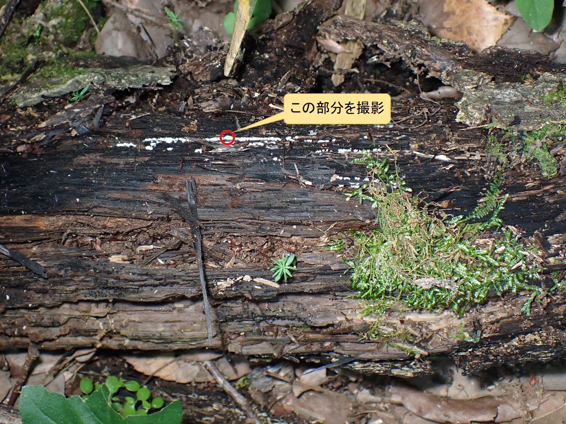 ツノホコリ の高画質写真です。横浜市で、2026年6月01日に撮影したものです。