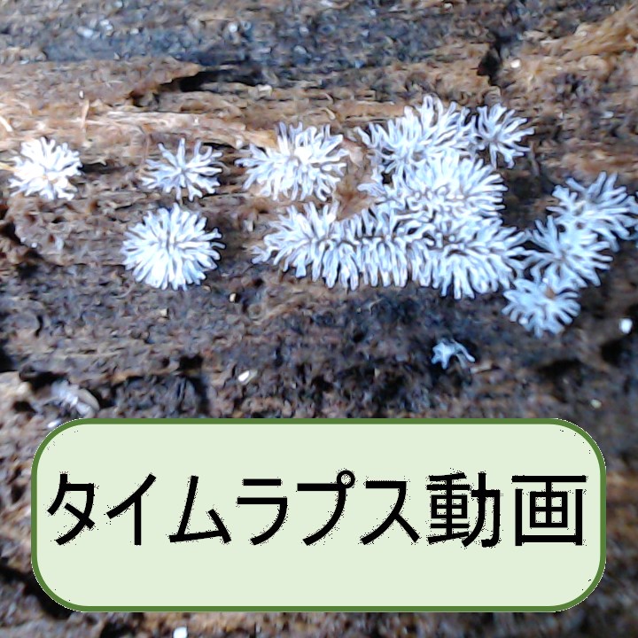 ツノホコリ